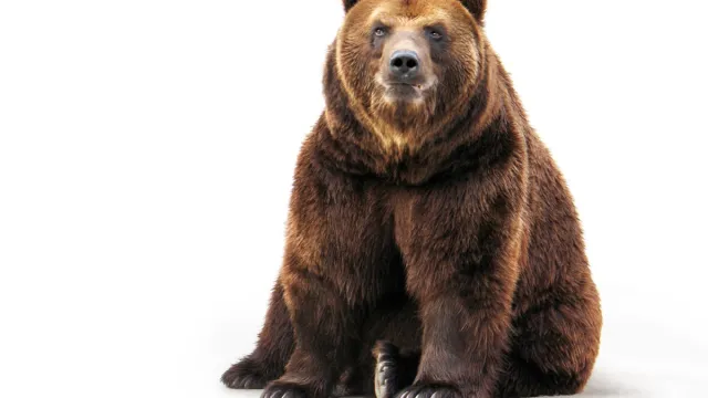 brown bear, bear puns