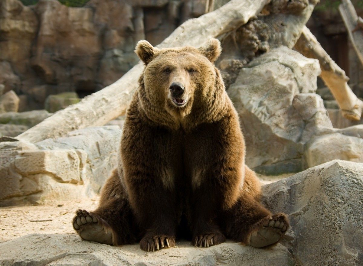 Brown bear