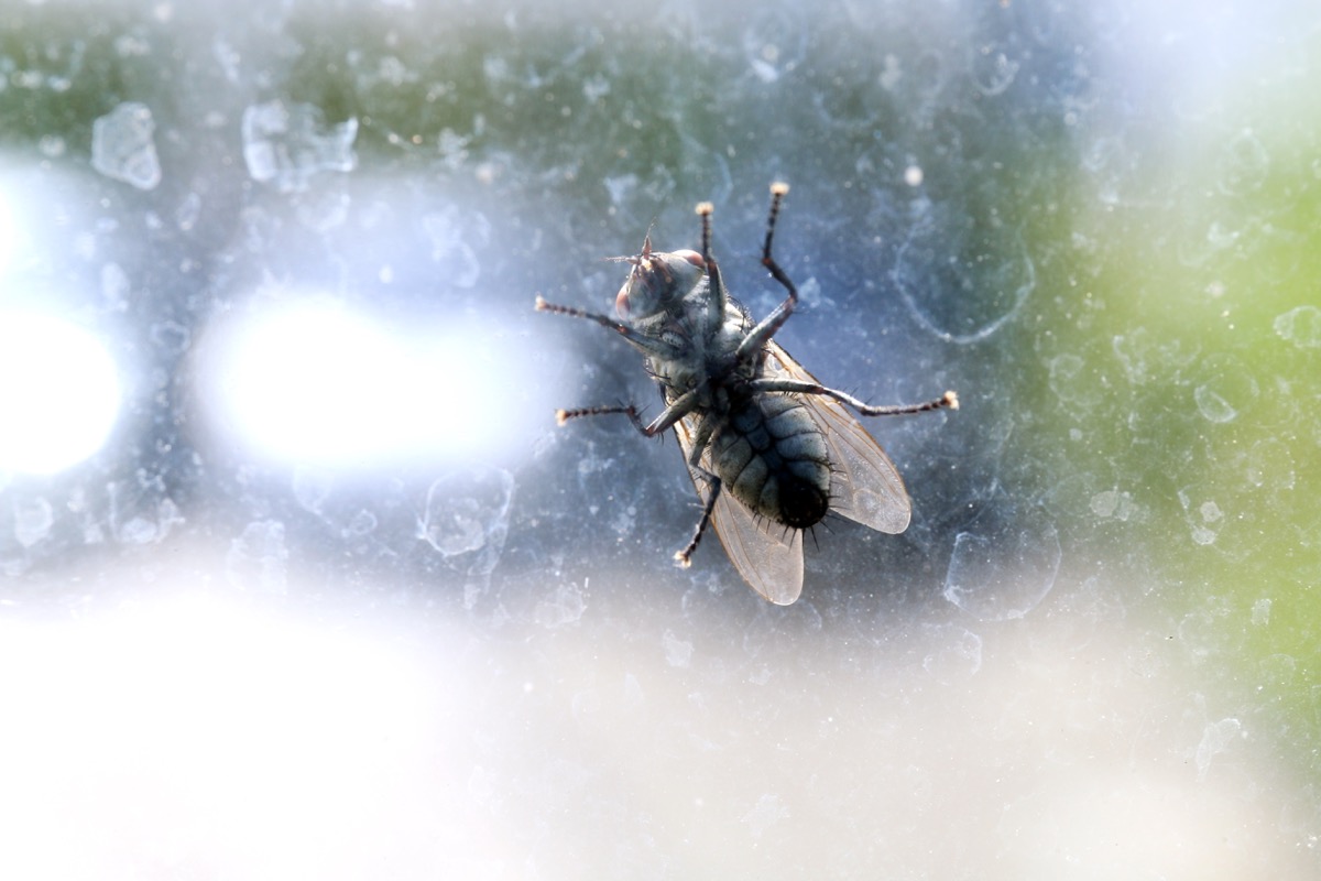 fly on car windshield, wd40 uses