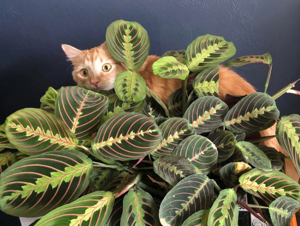 cat in plant adorable cat photos