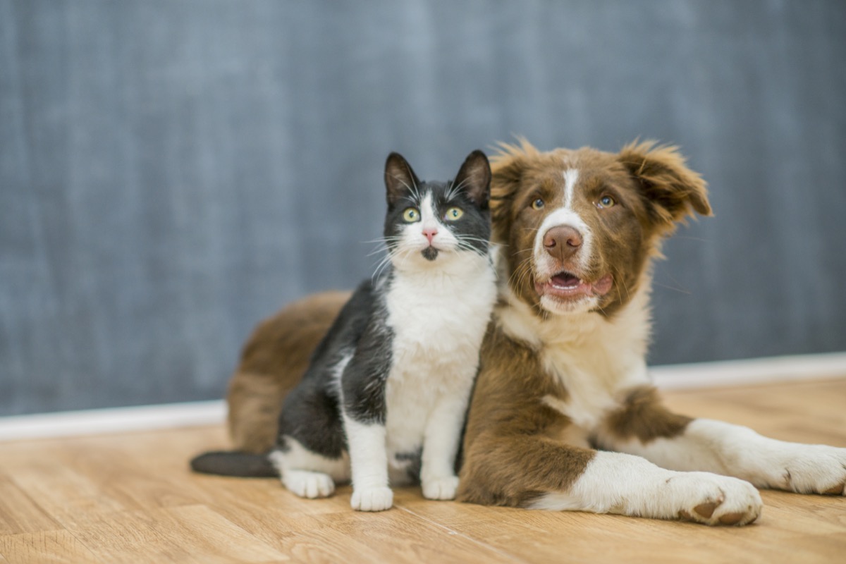 A black and white cat is sitting next to a brown and white border collie. The animals are on wood flooring in an indoor studio.