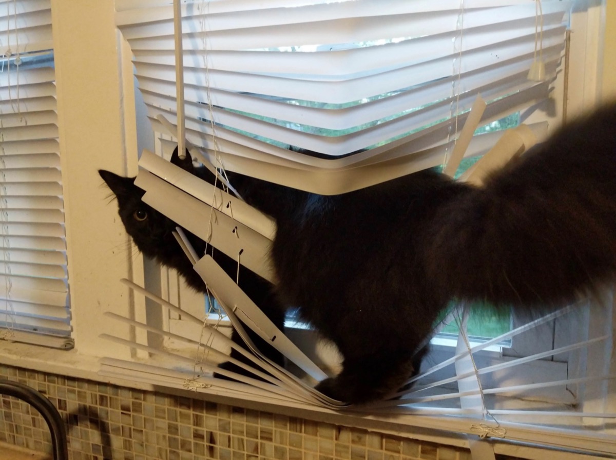 cat stuck in blinds adorable cat photos