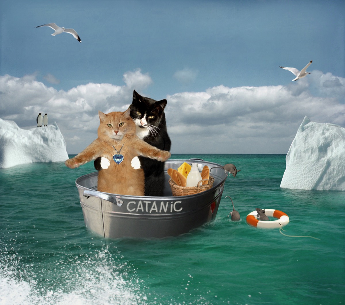 Cats Pretending to Be on the Titanic Funny Stock Photos