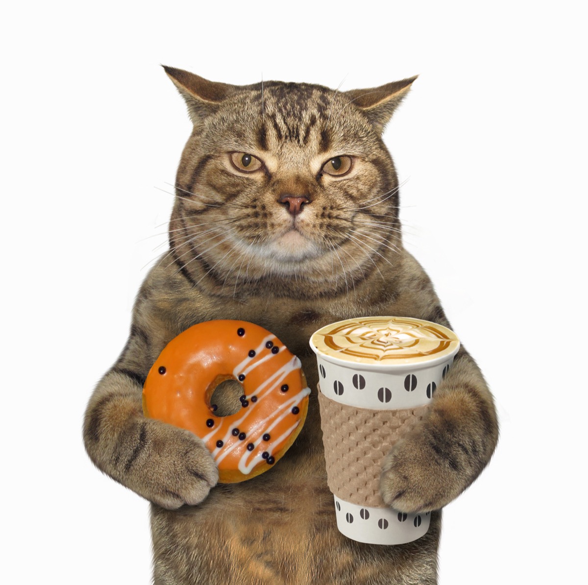 Cat Holding Coffee and a Donut Funny Stock Photos