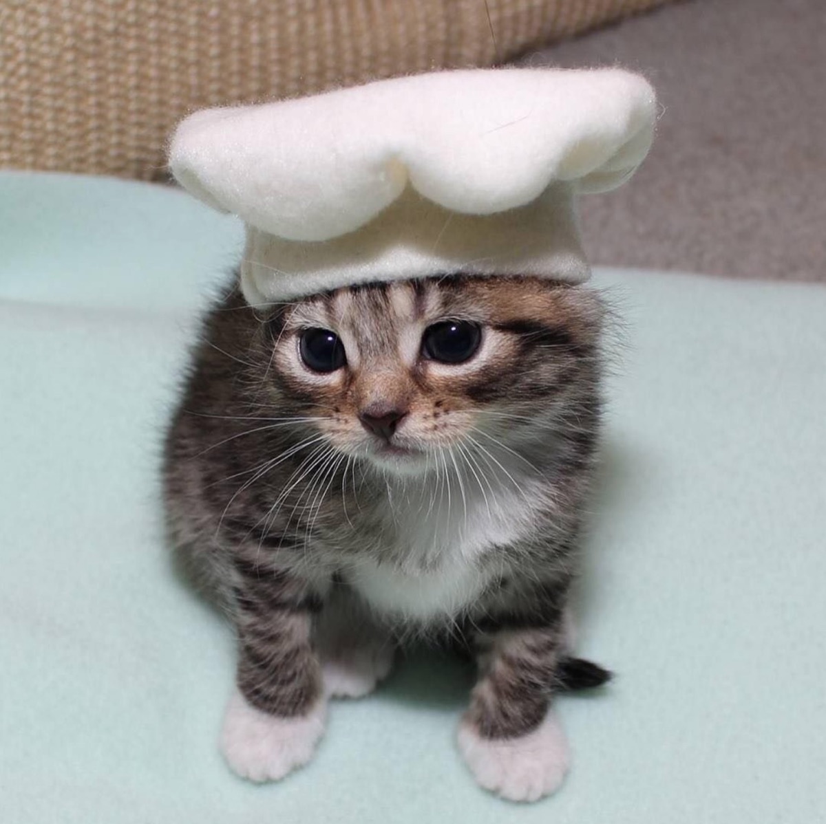 cat in chef's hat adorable cat photos