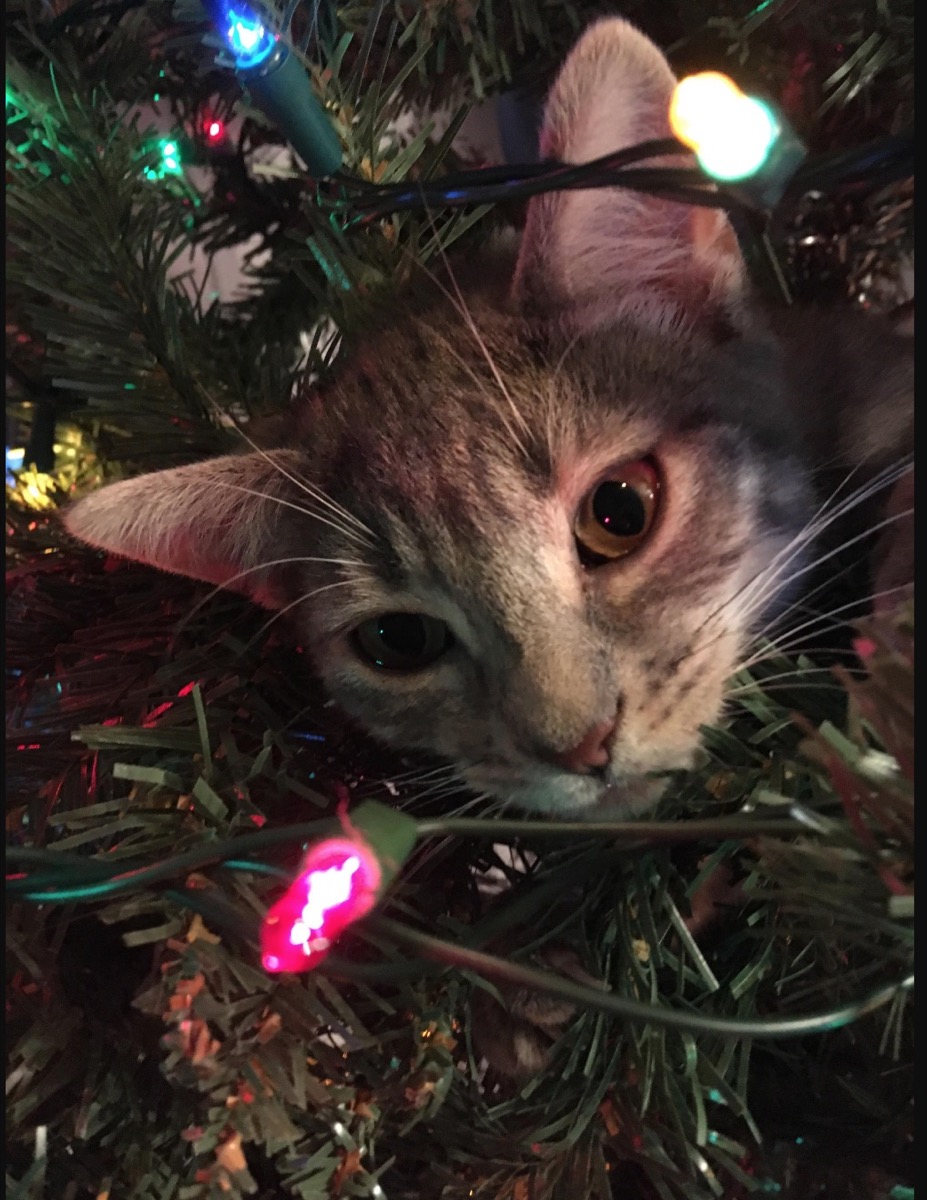 cat in christmas tree adorable cat photos