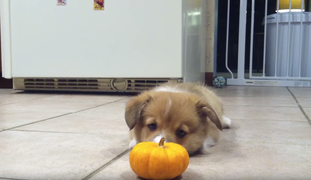 corgi vs pumpkin video