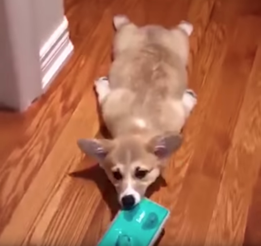 corgi puppy mops the floor