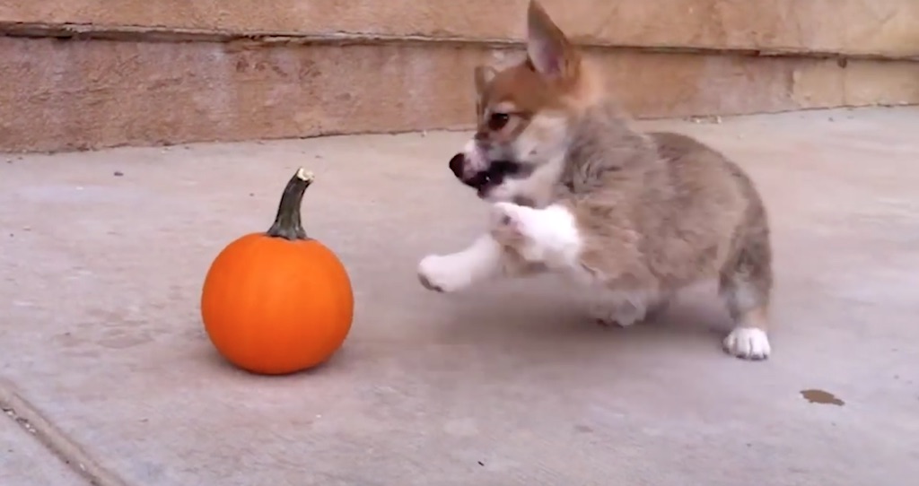 corgi vs pumpkin