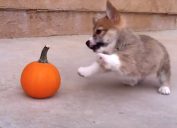 corgi vs pumpkin