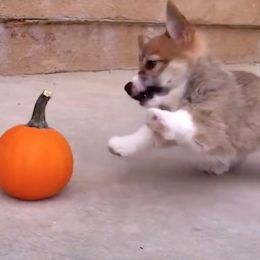 corgi vs pumpkin