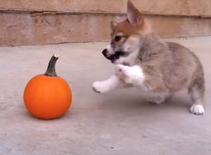 corgi vs pumpkin
