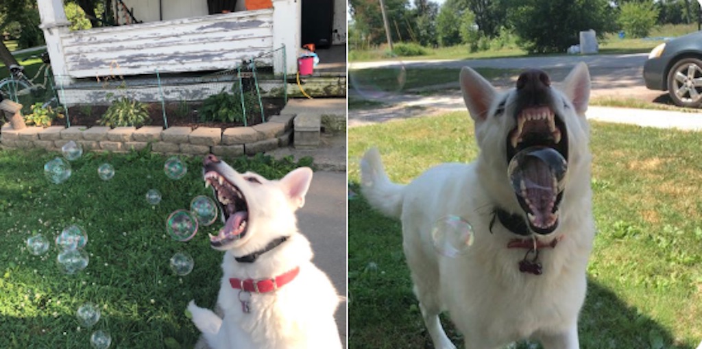 dog versus bubbles