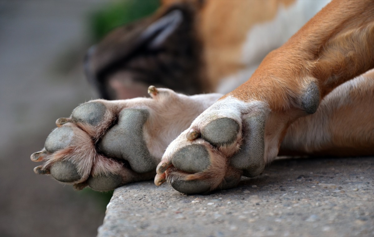 dog paws interesting facts