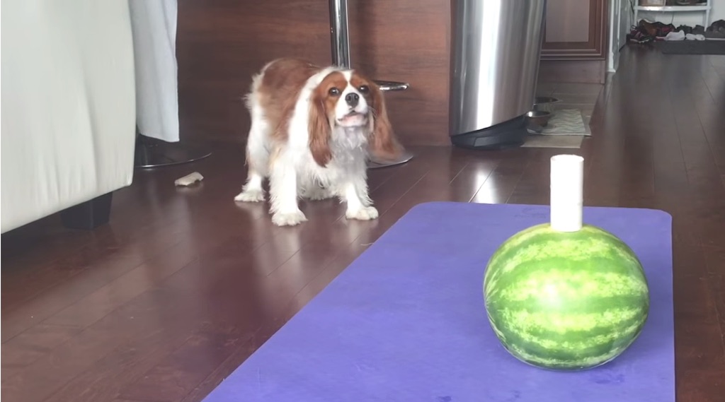 dog vs watermelon video