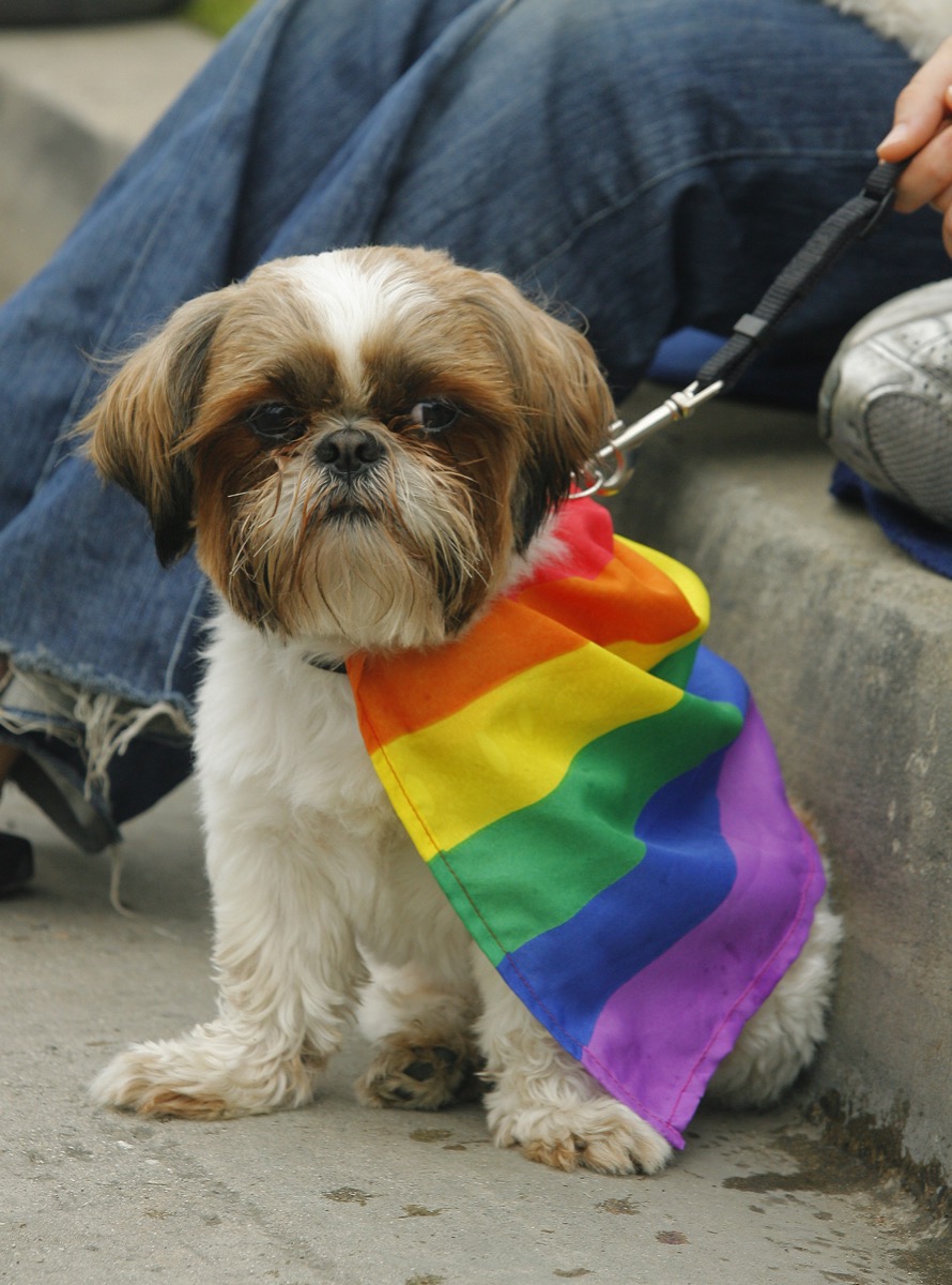 dog wears rainbow flag at long beach pride in california ways to take action during pride month