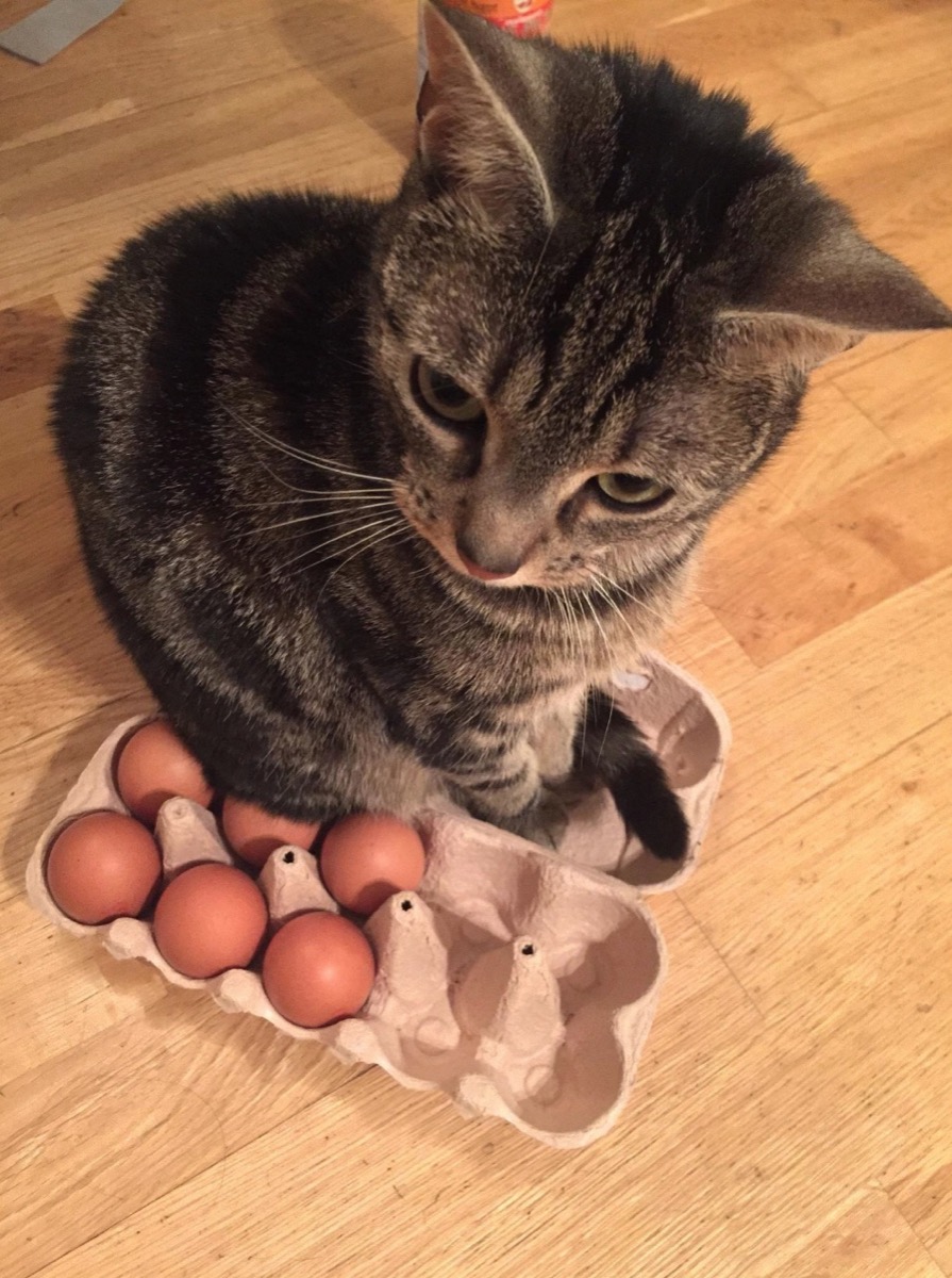 cat in egg carton adorable cat photos