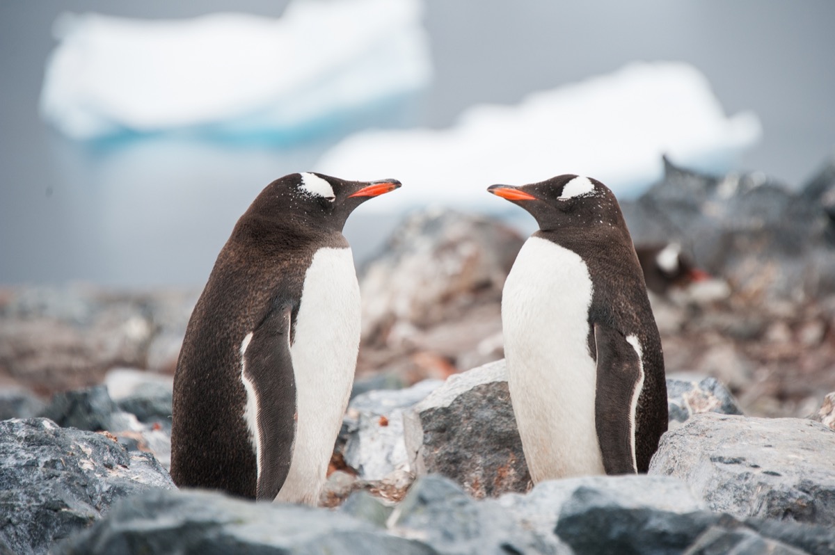gentoo penguins in antartica looking at each other, animal facts
