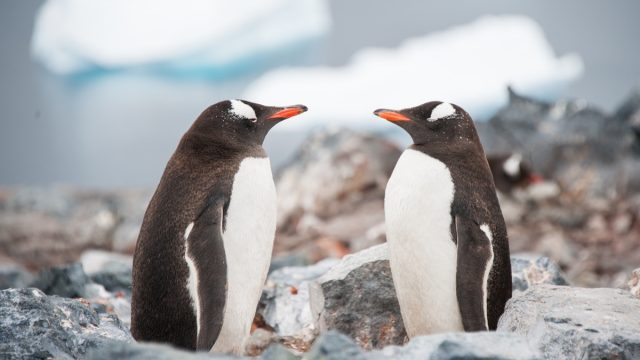 gentoo penguins in antartica looking at each other, animal facts
