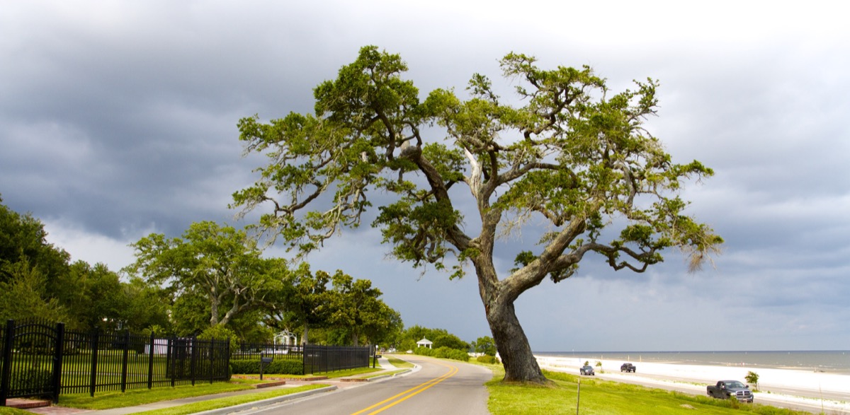 gulfport mississippi tree and highway, heart attack cities