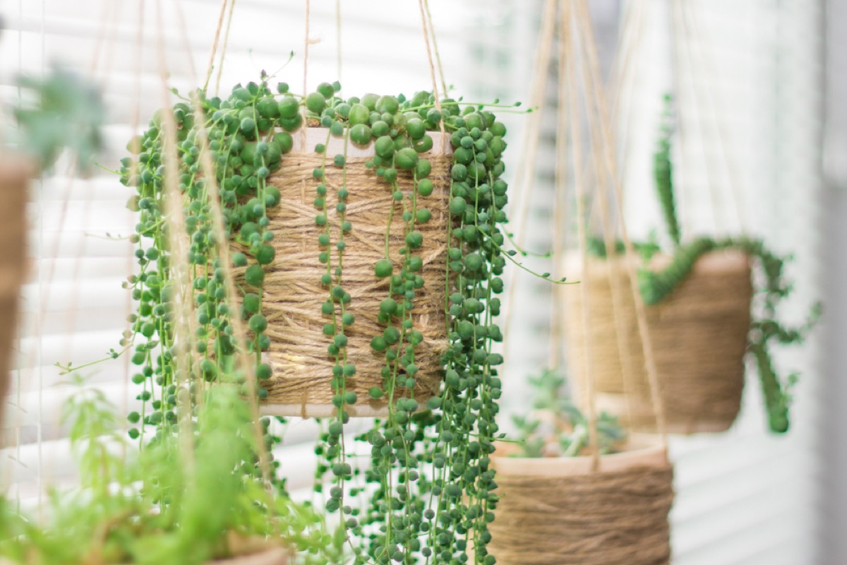 hanging plants interior design tips
