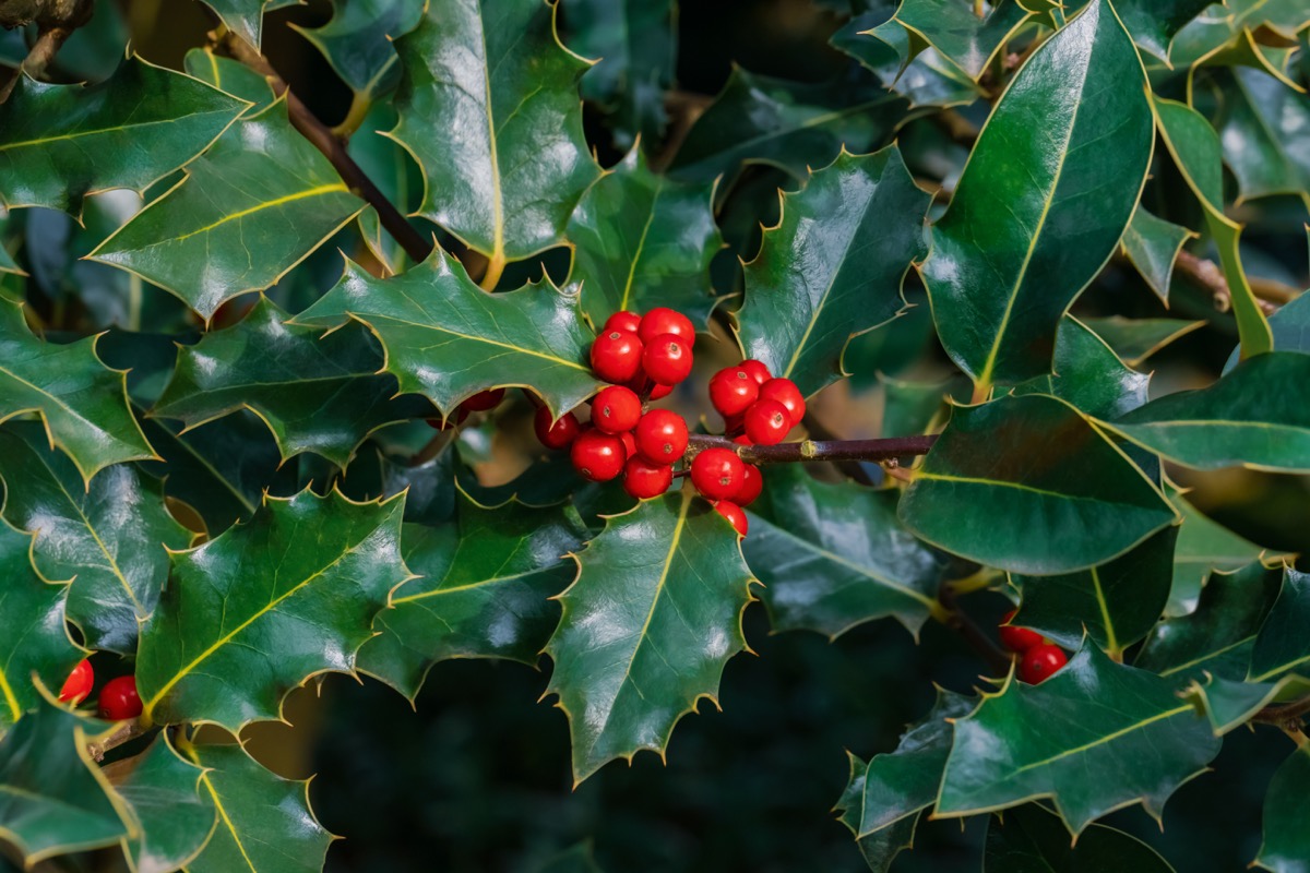 holly tree, the official state tree of delaware, most common street names