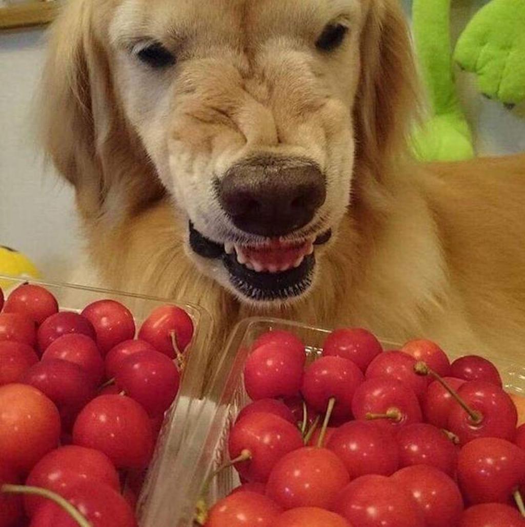 dog versus cherries