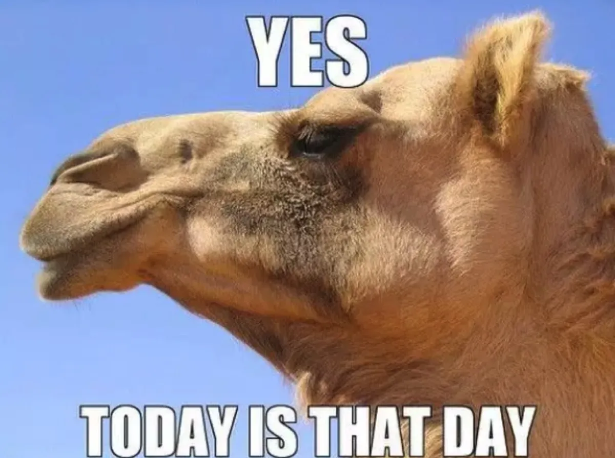 Day camel birthday hump 
