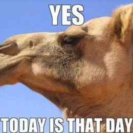 it's wednesday camel, hump day memes