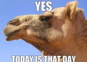 it's wednesday camel, hump day memes