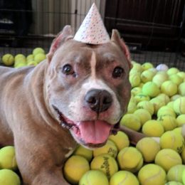 This Pit Bull Rescue’s Birthday Surprise Is the Definition of Pure Joy