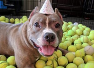 This Pit Bull Rescue’s Birthday Surprise Is the Definition of Pure Joy