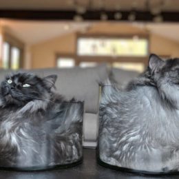 cats in glasses adorable cat photos Reddit/dontatmeplz3