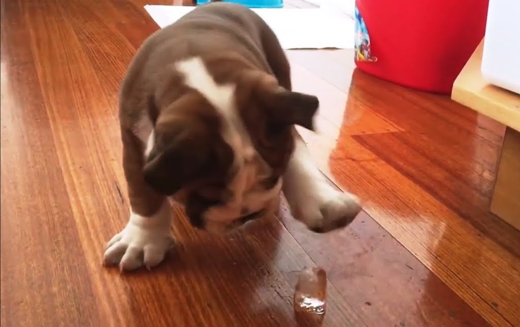 bulldog versus ice cube video 