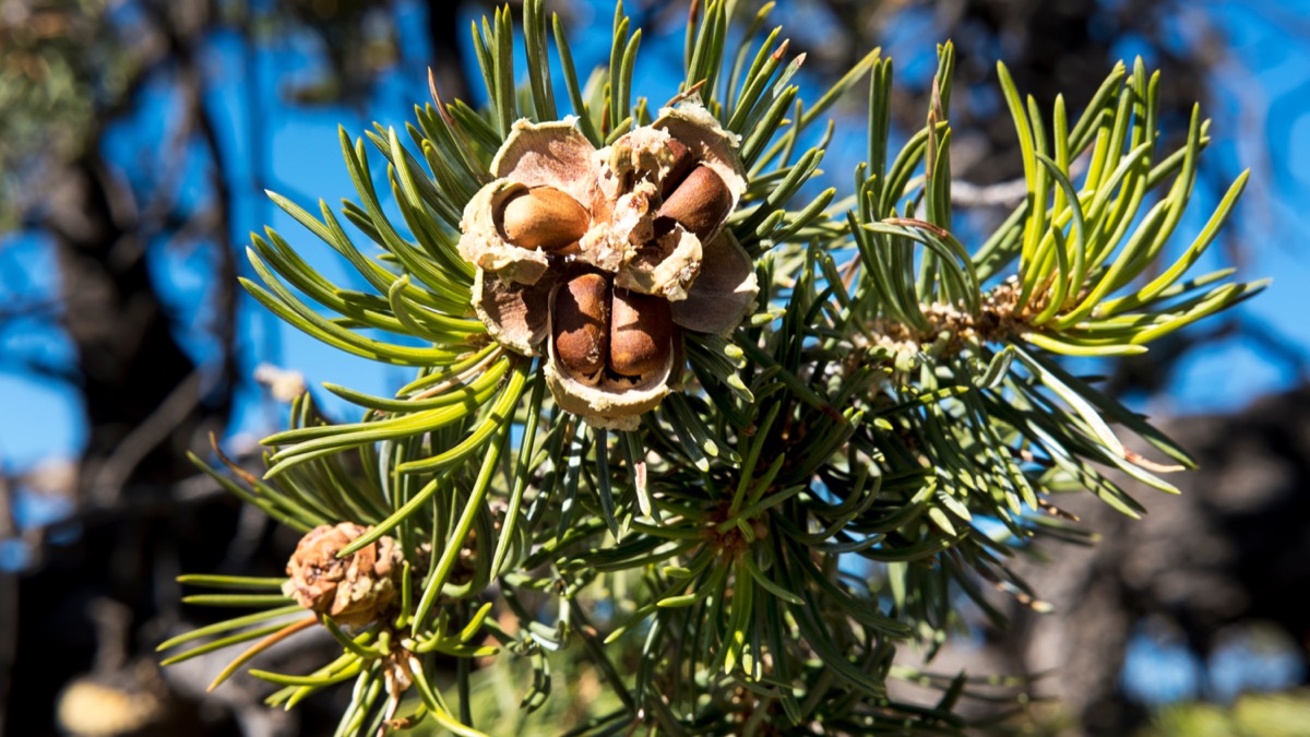 pinon tree, found in new mexico, most common street names