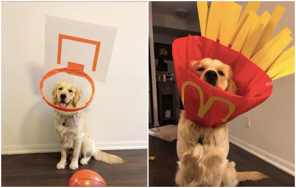 Dog cone martini costume sale