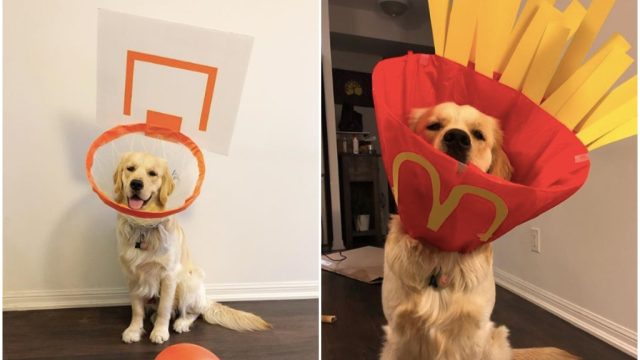 Kaitlyn Cotter turns golden retriever's cone of shame into fun costumes.