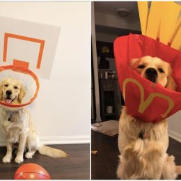 Kaitlyn Cotter turns golden retriever's cone of shame into fun costumes.
