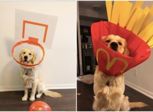 Kaitlyn Cotter turns golden retriever's cone of shame into fun costumes.