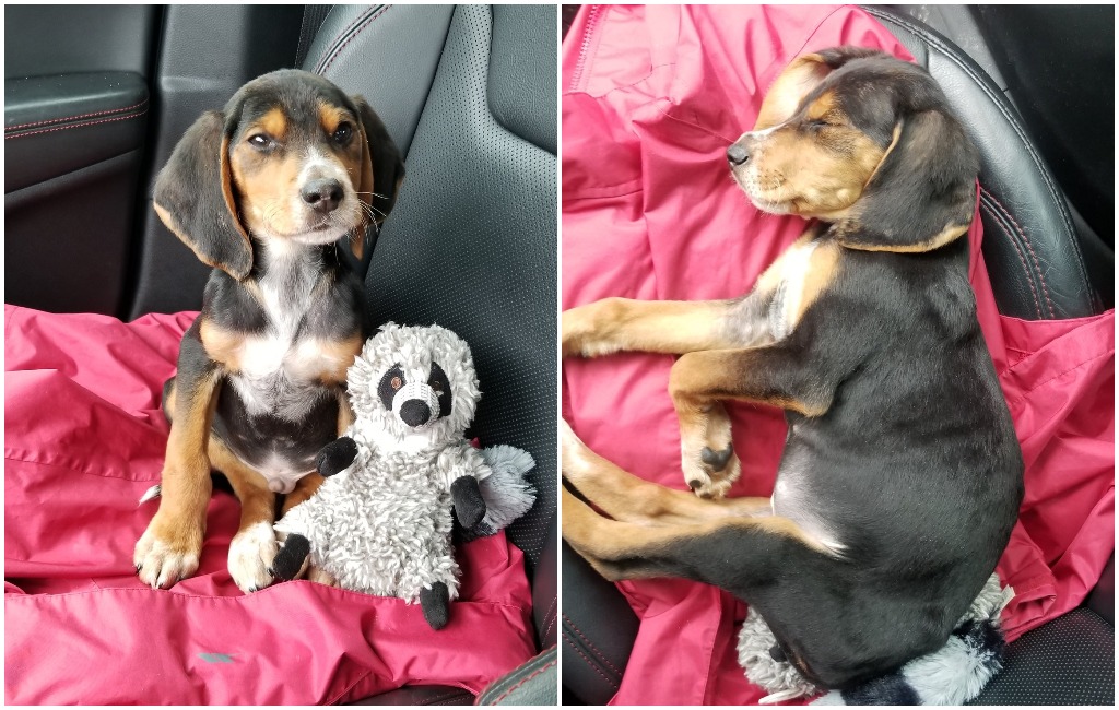 Tegan Griffith's adoption story Larry the Dog viral tweet