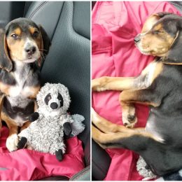 Tegan Griffith's adoption story Larry the Dog viral tweet