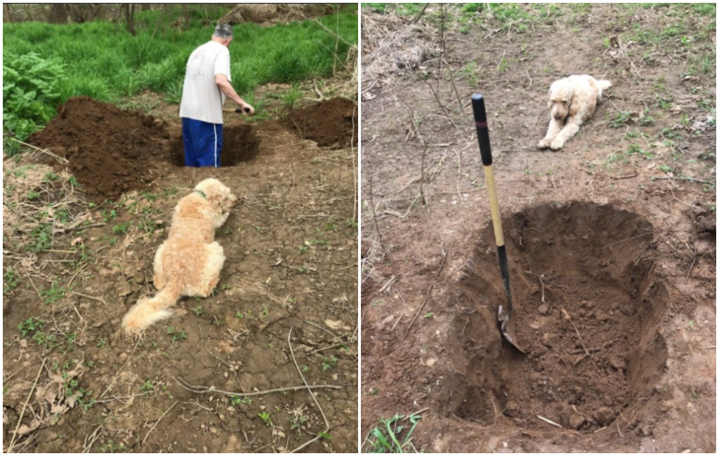 viral photo of dog watching owner did his own grave.