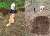 viral photo of dog watching owner did his own grave.