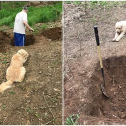 viral photo of dog watching owner did his own grave.