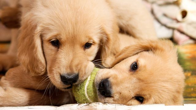 us open says puppies will be included in next tennis tournament