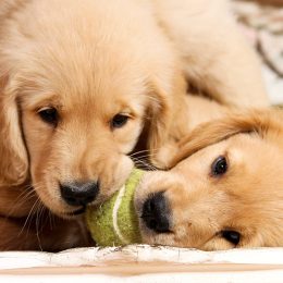 us open says puppies will be included in next tennis tournament