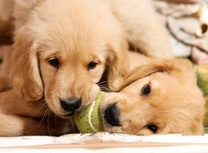 us open says puppies will be included in next tennis tournament