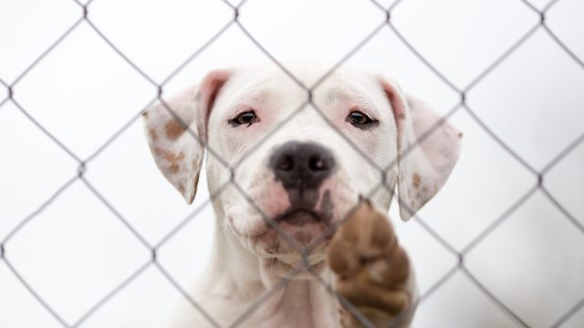 sad pit bull in a shelter waiting for a forever home