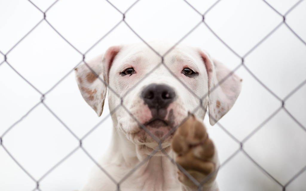 sad pit bull in a shelter waiting for a forever home