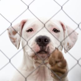 sad pit bull in a shelter waiting for a forever home